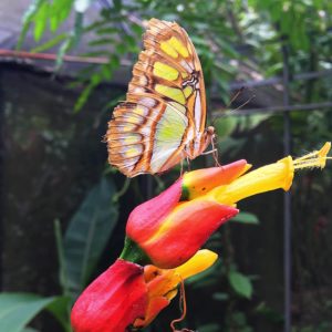Butterfly and tropical flower in Costa Rica